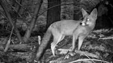 What Animals are Roaming the Woods? / Relaxing Nature and Wildlife Videos / Trail Camera Footage