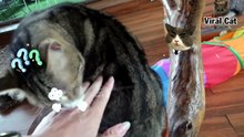 Funny Cats And Kittens Life ! Funniest Animals 2023 (1)