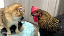 New Funny Animals  Funniest Dogs and Cats Videos (1)