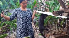 inviting the otter to play trains it to eliminate its natural instincts