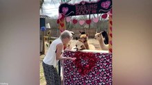 Funny Animals Doing What They Do Best 😂 Funniest Dogs & Cats Videos