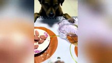Funny Animals  😹🐾  Cats, Dogs & More in Epic Fails!