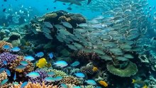 This Reef Looks Empty — Until You Look Up | Coral Reef Ecosystem | Deep Wildlife