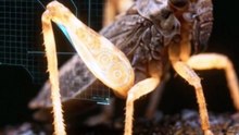 Issus: Nature's Living Gear System 🦗⚙️