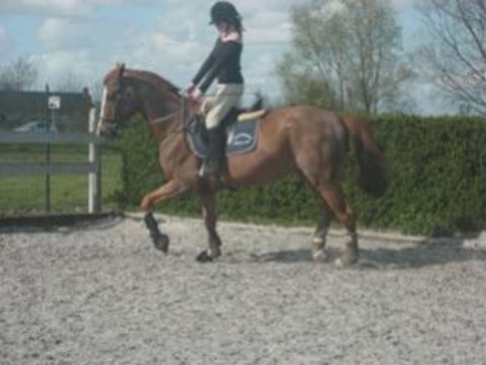 Cheval bisous