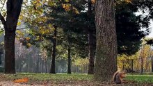 Squirrels hide more than nuts 🐿️🌰 wild facts you didn't know #squirrel #animalfacts #nature