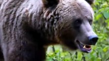 1 Minuto Animal - Você Sabia Que O O URSO CONSEGUE DORMIR DURANTE MESES? #animais #natureza