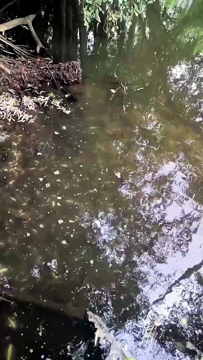 Peces muertos en el Nelq