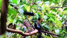 BEAUTIFUL BIRDS ON EARTH