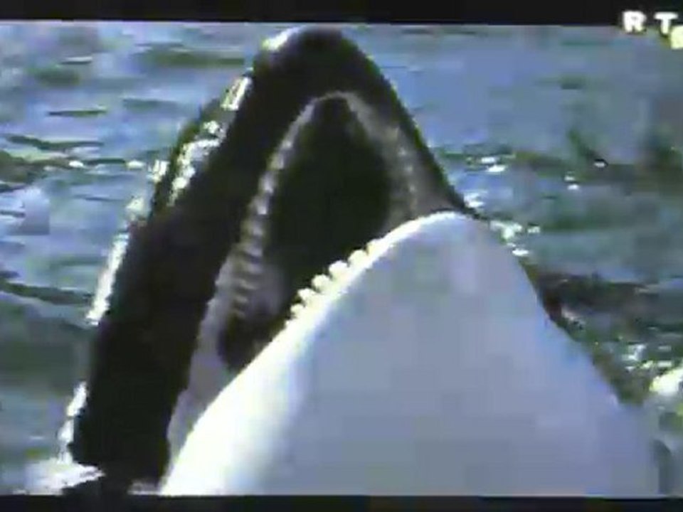 Orca le film / the movie - Spirit je dèfendrai ma vie