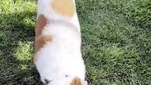 My Dog Walking