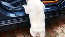 Struggles of Short Little Legs