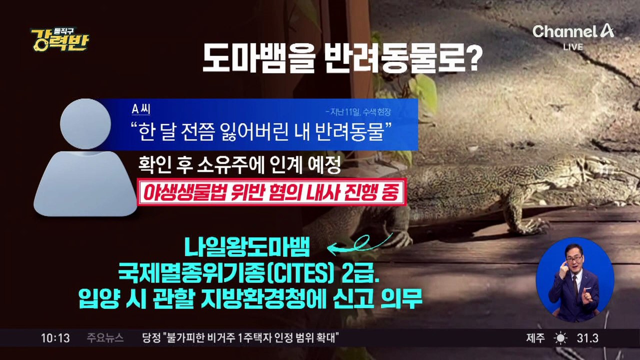 [돌직구 강력반]‘도심 출몰’ 도마뱀 수색 11일 만에 포획