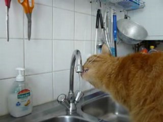 Garfield boit au robinet