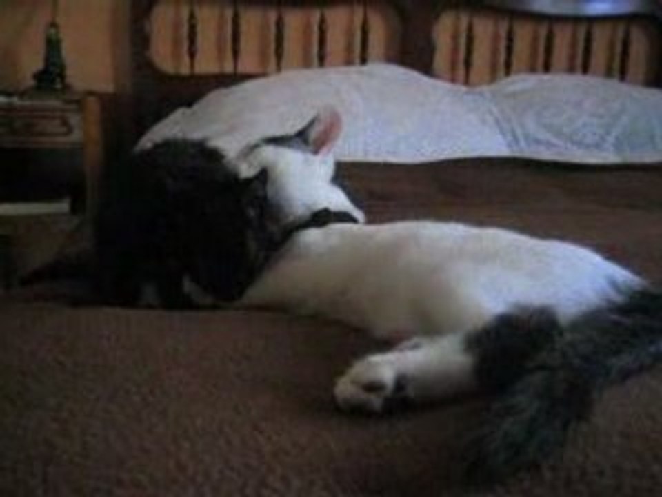 Les chatons 01