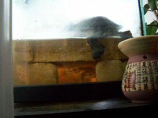 tortue qui prépare ça ponte