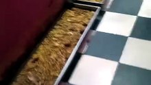 Deshnok krni mata temple 🌉 Rats 🐀🐁🐀🐀