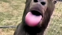 117797