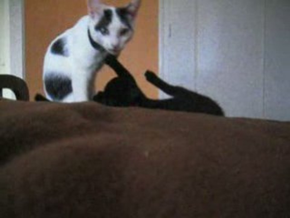 Les chatons 02