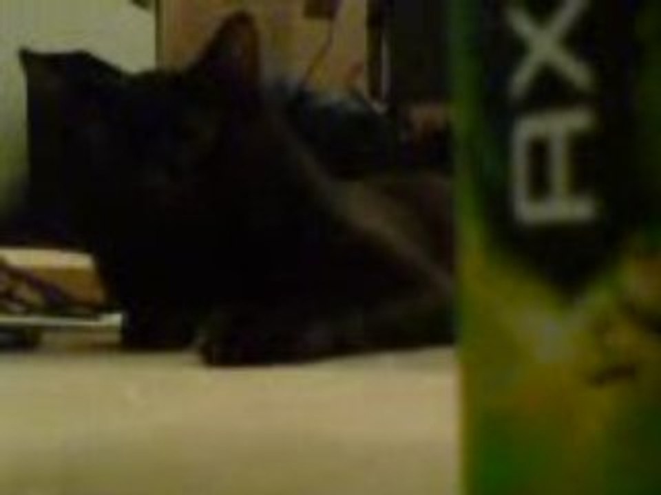 Le chat et le déo
