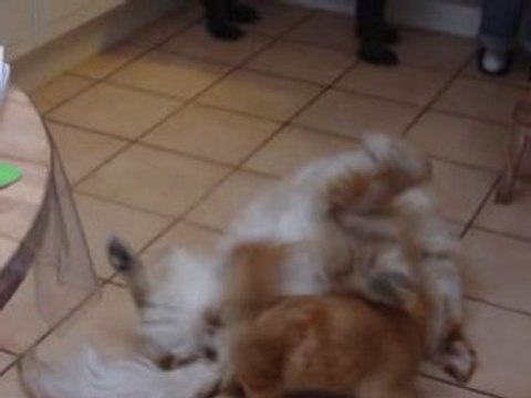 mon chien et mon chat