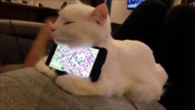 Ce chat surveille ma préparation de la rentrée !