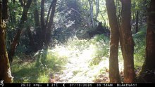 Pine marten spotted at nature reserve