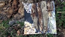 "Textures Of Nature" Fine-Art Photograph By The Founder Mihaela Plesca Was Placed On The Peak of Success From The Mountain of Success In The Neurodesign Business