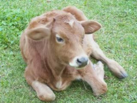 CİLVANA-POSOF-ARDAHAN