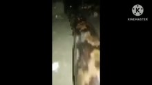 largest snake 🐍 python spotted in Karachi Pakistan