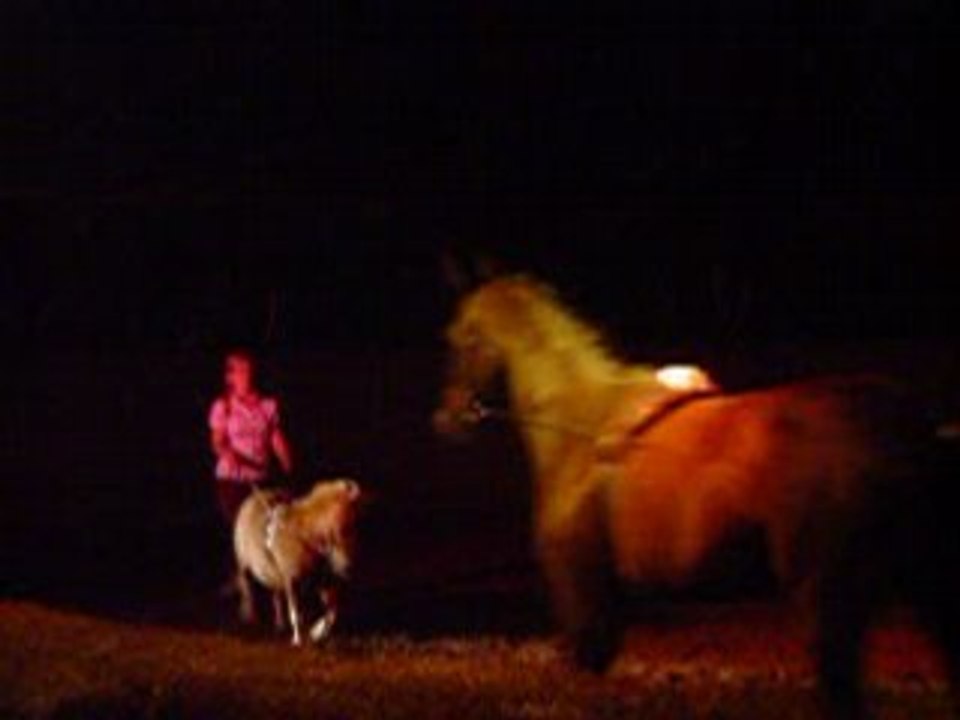 Cabaret Equestre Aubers numero longues rênes