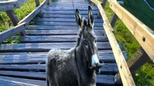 SpinningMule - #funnyanimals #pets #fyp #SpinningMule