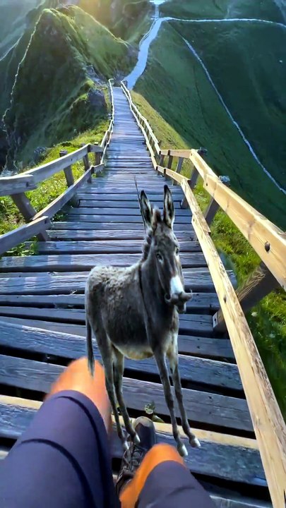 SpinningMule - #funnyanimals #pets #fyp #SpinningMule