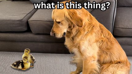 My Dog Meets Adorable Baby Ducks for the First Time