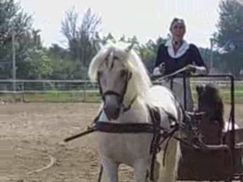 SPECTACLE CHEVAL CORNILLON13 5360