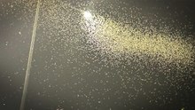 Kelebeklerin son uçuşu... ‘Ölüm dansı’