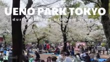 Ueno Park (Tokyo) during cherry blossom season