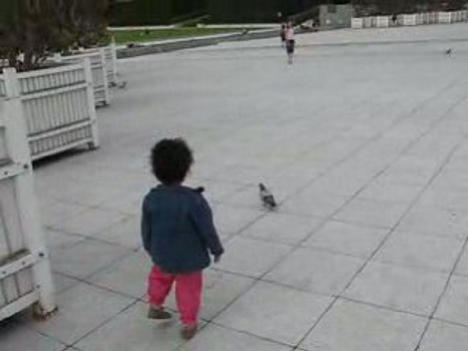 la chasse au pigeon