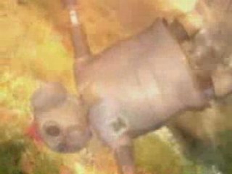 Serj Tankian - Honking Antelope