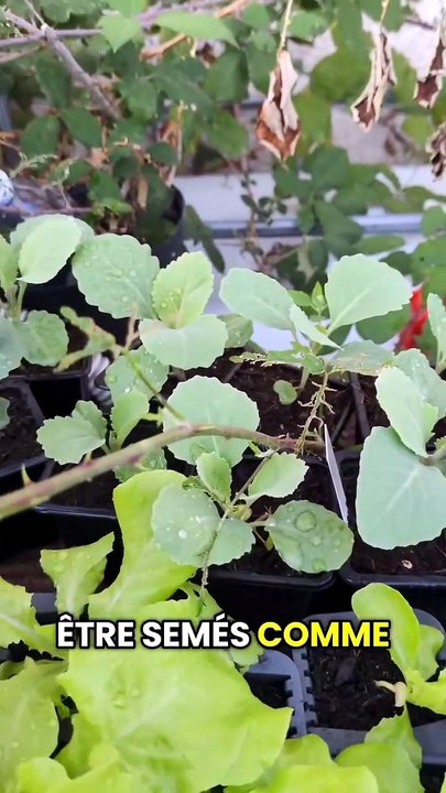 9 semis à lancer fin août #potager #jardinage #...