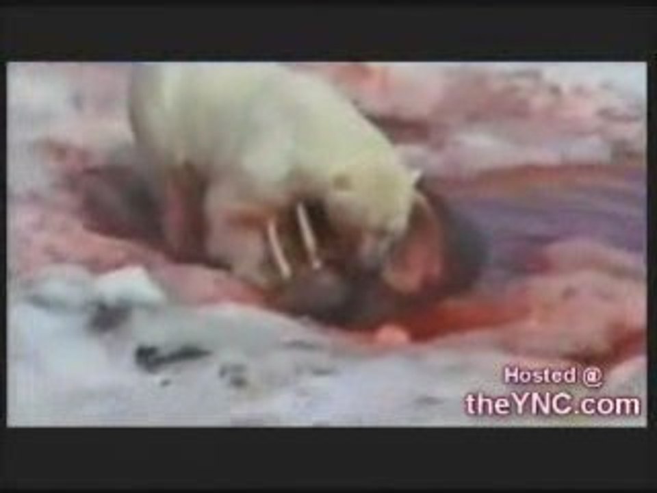 Ours polaire vs phoque