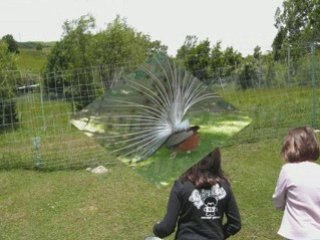 Orcières merlette 2008