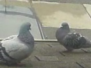 two love birds kissing on the roof