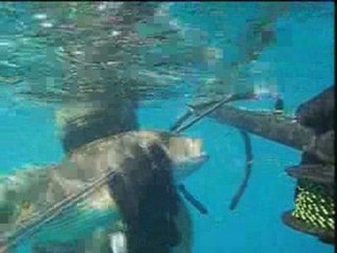 CHASSE SOUS MARINE LE 15 JUILLET 2008