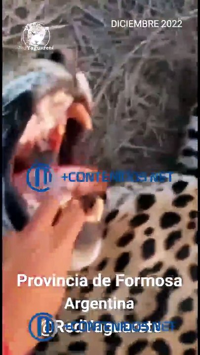 El cazador del yaguareté difundió un video de la "hazaña" en redes sociales