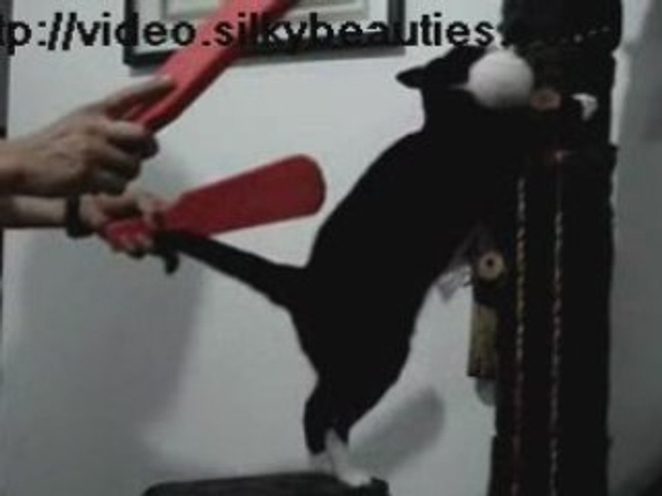 Cat who loves to get Spank