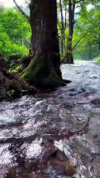 the Earth like never before in this 4K cinematic nature
