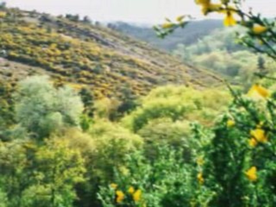 Une petite ballade dans la forêt de Broceliande