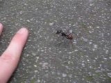 Une fourmi de Singapour (Camponotus gigas)