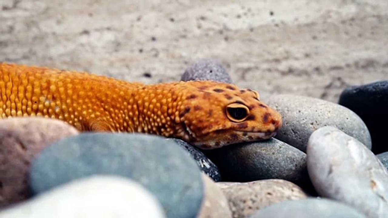 can gila monsters kill humans